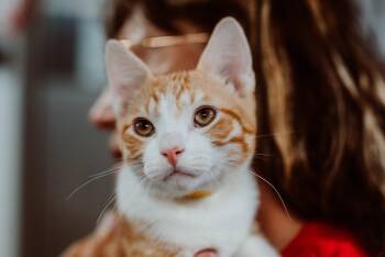 Rescue Tabby Cats for Adoption in Le Mars, Iowa - Buckwheat | PetCurious