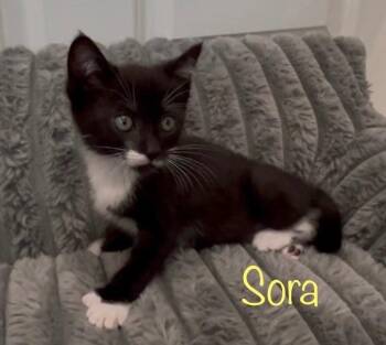 Tuxedo Cats Available for Adoption in Dixon, California - Sora | PetCurious
