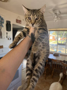 Rescue Domestic Short Hair Cats for Adoption in Lancaster, California - Wilee | PetCurious