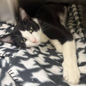 Bugs -  Domestic Short Hair Cat for Adoption in Mokena, Illinois - Bugs | PetCurious