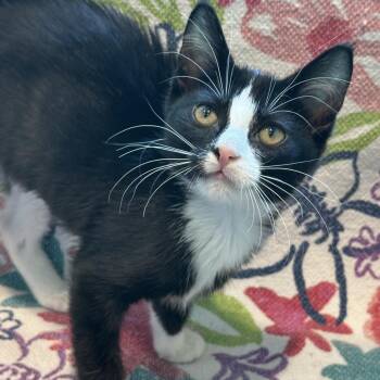 Baby Powder -  Domestic Short Hair Cat for Adoption in Matteson, Illinois - Baby Powder | PetCurious