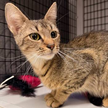 Domestic Short Hair Cats Available for Adoption - Mia | PetCurious