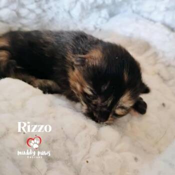 Rescue Domestic Short Hair Cats for Adoption in Council Bluffs, Iowa - Muppet Babies: Rizzo | PetCurious