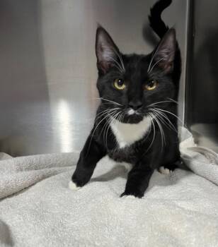 Domestic Short Hair Cats Available for Adoption in Labelle, Florida - Sm Blk-wht | PetCurious