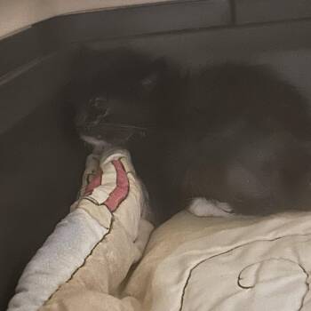 Balloon -  Domestic Medium Hair Cat for Adoption in Asheville, North Carolina - Balloon | PetCurious
