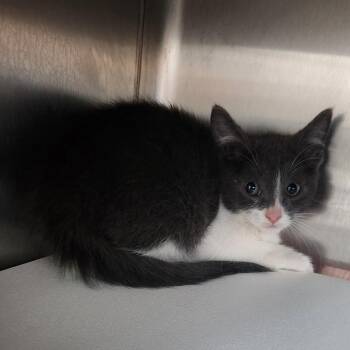 Spice -  Domestic Short Hair Cat for Adoption in Cedaredge, Colorado - Spice | PetCurious