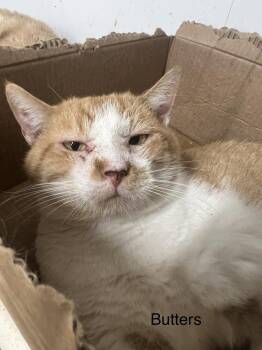 Domestic Short Hair Cats Available for Adoption - Butters | PetCurious