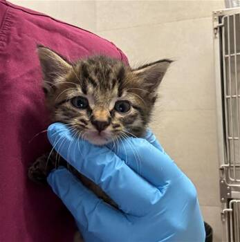 GOSLING -  Domestic Short Hair Cat for Adoption in Baytown, Texas - GOSLING | PetCurious