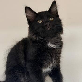 Sailor Neptune -  Domestic Medium Hair Cat for Adoption in Champaign, Illinois - Sailor Neptune | PetCurious