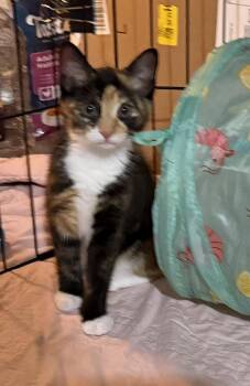 Horchata -  Calico and Domestic Short Hair Cat for Adoption in Spring City, Pennsylvania - Horchata | PetCurious