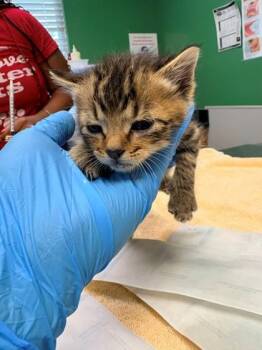 Papa John -  Domestic Short Hair Cat for Adoption in Kansas City, Missouri - Papa John | PetCurious