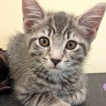 Sterling -  Domestic Short Hair Cat for Adoption in Belmont, New York - Sterling | PetCurious