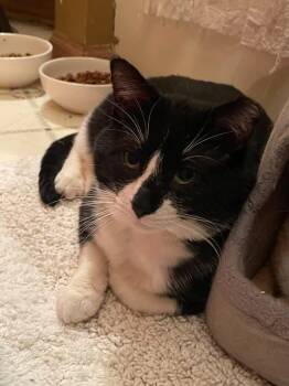 Domestic Short Hair Cats Available for Adoption in Zimmerman, Minnesota - Sylvester | PetCurious