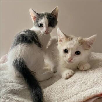 Brandon 54238 -  Domestic Medium Hair Cat for Adoption in Las Vegas, Nevada - Brandon 54238 | PetCurious