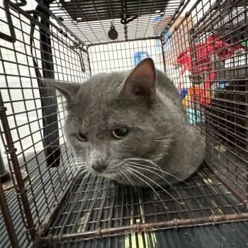 Misty -  Domestic Short Hair Cat for Adoption in San Gabriel, California - Misty | PetCurious
