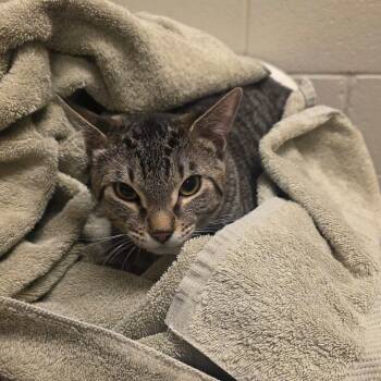 Domestic Short Hair Cats Available for Adoption in Bristol, Indiana - Maurice | PetCurious