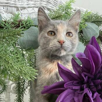 Broom Hilda Shell 56441 -  Domestic Short Hair Cat for Adoption in Eaton Rapids, Michigan - Broom Hilda Shell 56441 | PetCurious