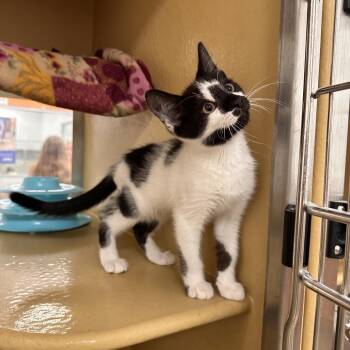 Scuttle -  Domestic Short Hair Cat for Adoption in Spokane, Washington - Scuttle | PetCurious