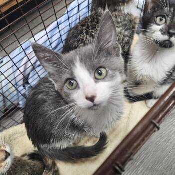 Cracker Jack -  Domestic Short Hair Cat for Adoption in Ridgely, Maryland - Cracker Jack | PetCurious