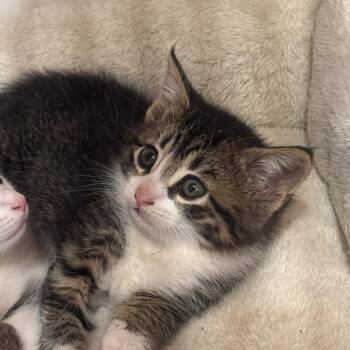 Venus -  Domestic Short Hair Cat Available for Adoption in Starkville, Mississippi - Venus | PetCurious
