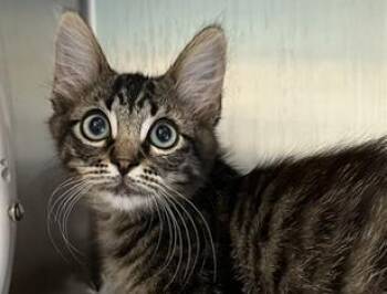 THE BRAIN -  Domestic Medium Hair Cat for Adoption in Palo Alto, California - THE BRAIN | PetCurious