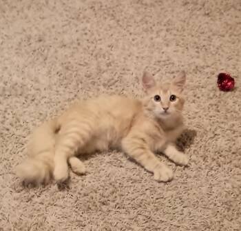 Rescue Domestic Short Hair Cats for Adoption in Mansfield, Texas - Biskit | PetCurious