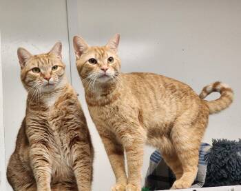 Pilsner -  Tabby Cat for Adoption in Cary, North Carolina - Pilsner | PetCurious