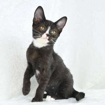 Rescue Domestic Short Hair Cats for Adoption in Mobile, Alabama - Hattie | PetCurious