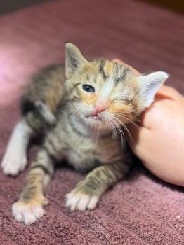 Trix -  Calico Cat for Adoption in Lockhart, Texas - Trix | PetCurious