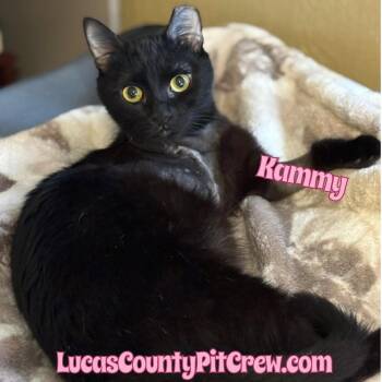 Rescue American Shorthair Cats for Adoption in Toledo, Ohio - Kammy | PetCurious