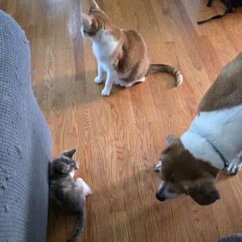 Venus (jlk_1) -  Domestic Short Hair Cat for Adoption in Edwardsville, Illinois - Venus (jlk_1) | PetCurious