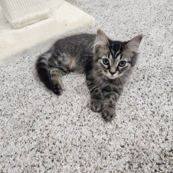 Rescue Domestic Medium Hair Cats for Adoption in Portage, Michigan - Denny | PetCurious