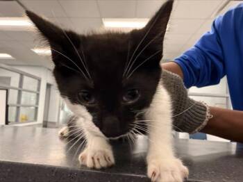 Domestic Short Hair Cats Available for Adoption in Charlotte, North Carolina - PEPPER | PetCurious