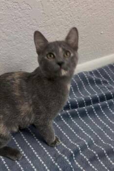 Morticia Bush -  Domestic Short Hair and Dilute Tortoiseshell Cat for Adoption in Chandler, Arizona - Morticia Bush | PetCurious