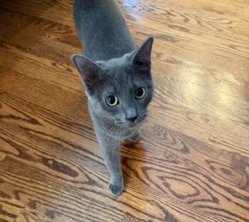 Janelle -  Domestic Short Hair Cat for Adoption in Johnson City, Tennessee - Janelle | PetCurious