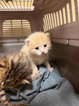 A1926404 -  Domestic Short Hair Cat for Adoption in Riverside, California - A1926404 | PetCurious