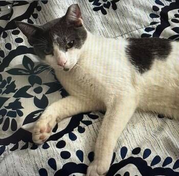 Moo -  Domestic Short Hair Cat for Adoption - Moo | PetCurious