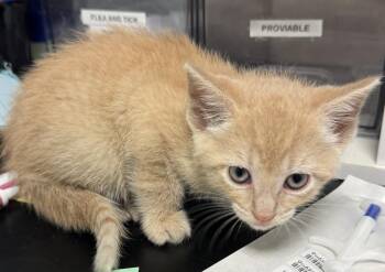 Toffee -  Domestic Short Hair Cat for Adoption in St. Cloud, Minnesota - Toffee | PetCurious