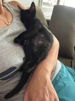 Carne 5205 -  Domestic Short Hair Cat for Adoption in Bonsall, California - Carne 5205 | PetCurious