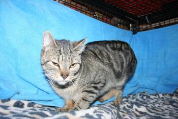 Tabby and Domestic Short Hair Cats Available for Adoption in Howell, Michigan - Wanda | PetCurious