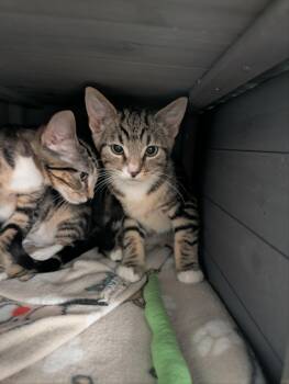 Jazz -  Domestic Short Hair Cat for Adoption in Chambersburg, Pennsylvania - Jazz | PetCurious