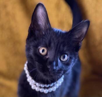 Shadow -  Domestic Short Hair and Bombay Cat for Adoption in Algood, Tennessee - Shadow | PetCurious