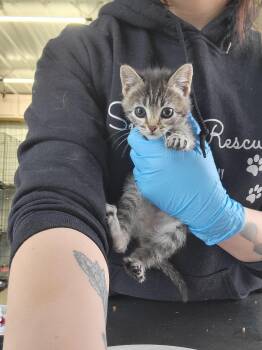 American Shorthair Cats Available for Adoption in Fertile, Minnesota - Almond | PetCurious
