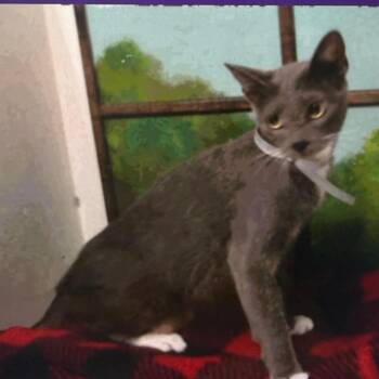 Misty -  Domestic Short Hair Cat for Adoption in Houston, Texas - Misty | PetCurious