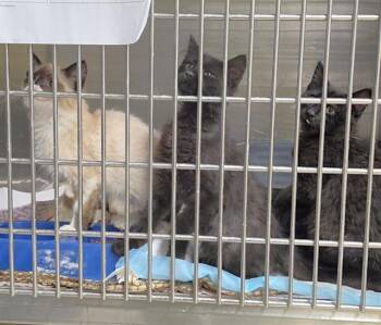 FIJI -  Domestic Long Hair and Domestic Short Hair Cat for Adoption in Anchorage, Alaska - FIJI | PetCurious