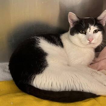 ASHER -  Domestic Short Hair Cat for Adoption in Methuen, Massachusetts - ASHER | PetCurious