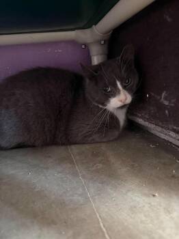 Valentine -  Domestic Short Hair Cat for Adoption in Greensburg, Indiana - Valentine | PetCurious