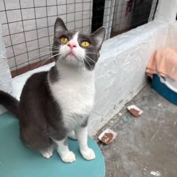 Domestic Short Hair Cats Available for Adoption in Los Angeles, California - Pear | PetCurious