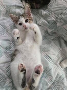 Rescue Domestic Short Hair Cats for Adoption in Salisbury, North Carolina - Goober | PetCurious