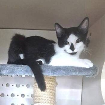 Rescue Domestic Short Hair Cats for Adoption in Millcreek, Utah - Carmen | PetCurious